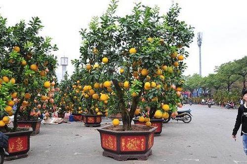 Cận cảnh bưởi bonsai khủng có giá hàng chục triệu đồng