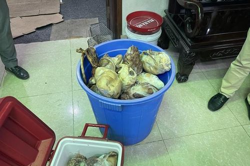 'Om' 17 cá thể tê tê quý hiếm, chủ nhà hàng bị khởi tố