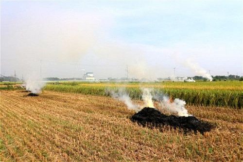Hà Nội: Tỷ lệ đốt rơm rạ sau thu hoạch đã giảm