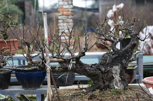 Cận cảnh đào tiến vua được trồng trong phòng điều hòa ' chờ Tết'