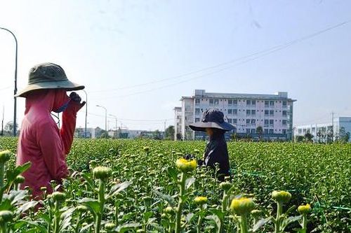 Người trồng hoa Quảng Ngãi 'thấp thỏm' chờ Tết
