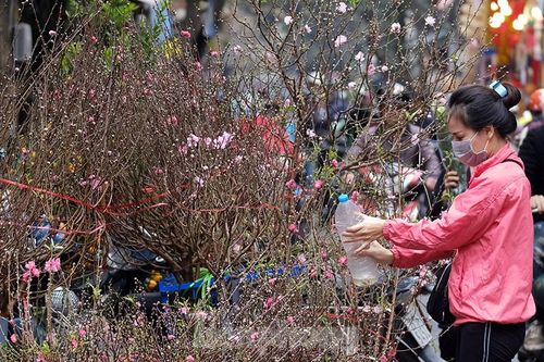 Nhộn nhịp chợ hoa tết lâu đời nhất Hà Nội