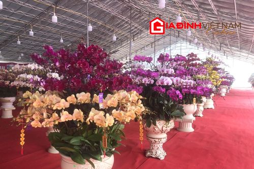 Lan hồ điệp chơi Tết tràn phố Hà Nội, giá lên tới nửa tỷ đồng