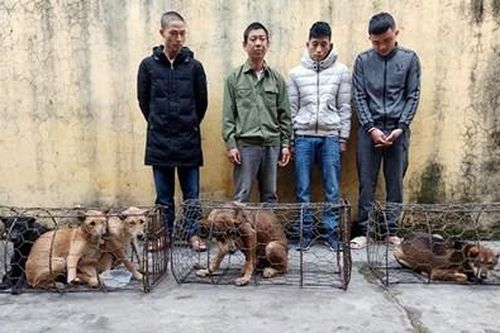 Triệt xóa băng nhóm trộm chó cực kỳ manh động