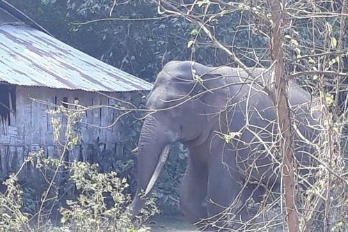 Chi hơn 3,1 tỷ đồng hỗ trợ người dân bị thiệt hại do voi rừng gây ra
