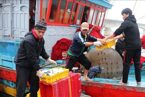 Khắc phục 'thẻ vàng' IUU: Quảng Trị giám sát 100% sản lượng hải sản cập cảng