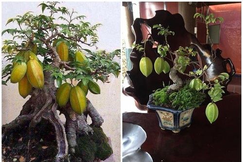 Cận cảnh những cây khế bonsai 'tý hon' thế siêu đẹp