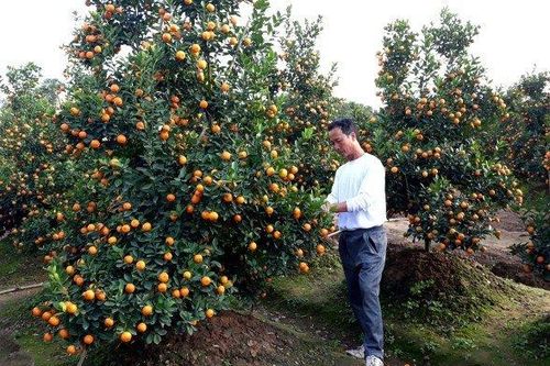 Bí quyết giữ quất cảnh không rụng quả, rụng lá, chơi dài trong Tết