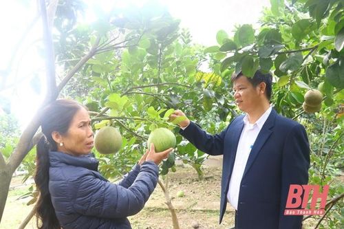 Xây dựng vườn mẫu: Nhìn từ cách làm của huyện Đông Sơn