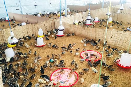 Tri Tôn: Triển vọng từ mô hình nuôi gà an toàn trên đệm lót sinh học