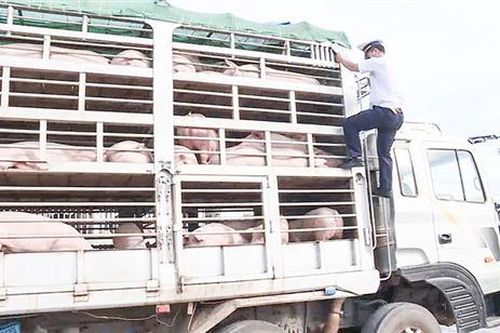 Kiểm soát chặt chẽ việc vận chuyển lợn, sản phẩm từ lợn qua biên giới
