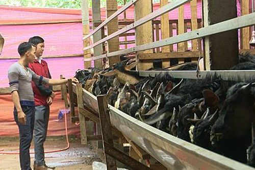 Quyết chí làm giàu từ mô hình nuôi dê thâm canh