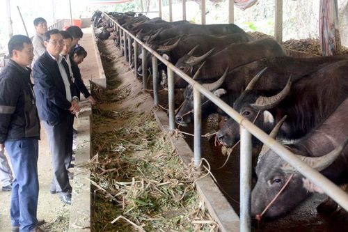 Kiểm tra tiến độ sản xuất nông lâm nghiệp vụ xuân năm 2021
