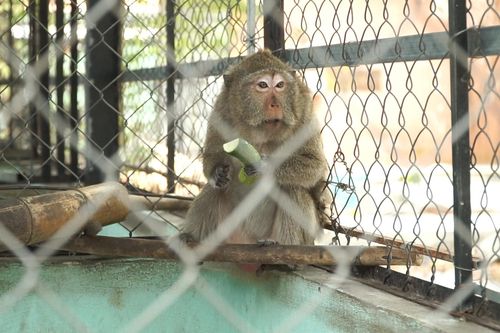 Đàn khỉ quậy phá, trộm thức ăn trong khu dân cư TP.HCM giờ ra sao?