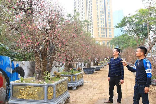 Nhiều loại hoa, cây cảnh giá 'khủng' khoe sắc trên đường phố Hà Nội
