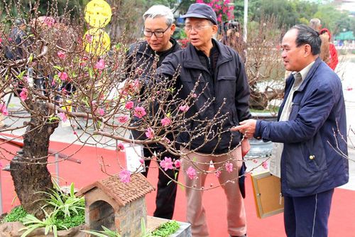 Hoa đào Nhật Tân rực rỡ khoe sắc trong hội Xuân