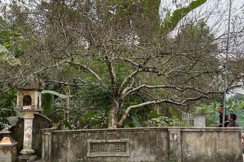 Giá hoa đào tăng, người vui kẻ phiền