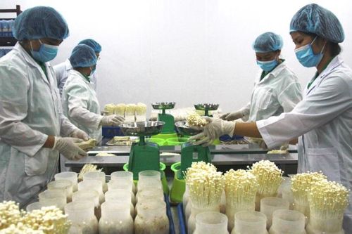 Cung ứng nông sản an toàn: Doanh nghiệp vẫn gặp khó