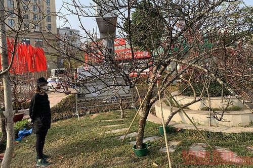 Đào vùng cao 'dán tem' xuống phố