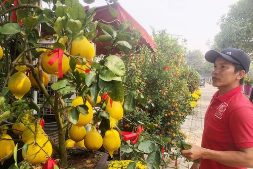 Hoa tết vào mùa