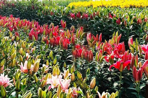 Đà Lạt tung ra thị trường nhiều giống hoa độc, lạ dịp Tết Nguyên đán