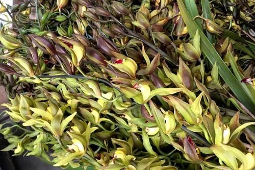 Hiếm có mùa Tết: Lan Trần Mộng siêu rẻ, 20 nghìn/cành hoa dài cả mét