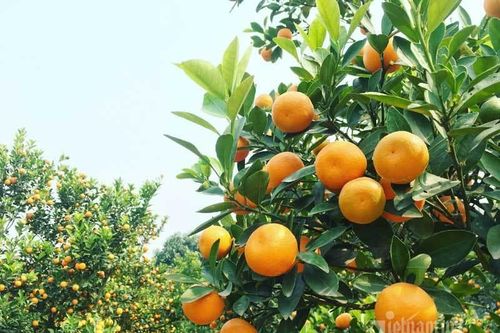 Dân Hà thành đổ ra đồng chọn quất chơi Tết, nhà vườn thu tiền tỷ