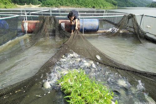 Đặc sản cá lồng ở Anh Sơn sẵn sàng phục vụ Tết