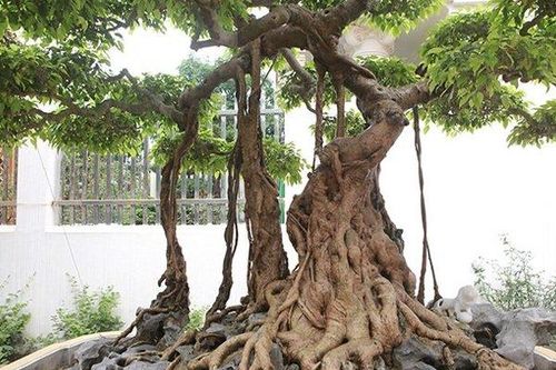 Mãn nhãn cây sanh 'vua', đại gia trả 30 tỷ chủ nhân quyết không bán