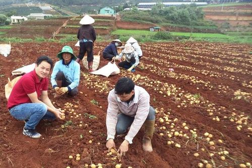 Trồng khoai tây liên kết - mô hình cần nhân rộng