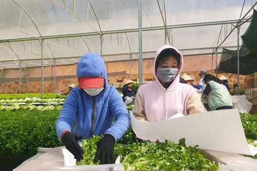Cung ứng 35 tấn rau, củ, quả phục vụ thị trường Tết trong nước và xuất khẩu