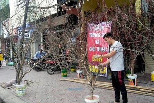 Đào vùng cao gắn tem truy xuất nguồn gốc xuống phố Việt Trì