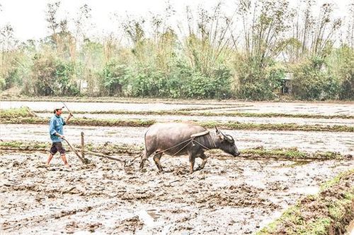 Con trâu vẫn là đầu cơ nghiệp