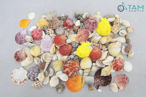 Nghiên cứu chế tạo hydroxy apatite từ vỏ sò và ứng dụng vào lĩnh vực xử lý môi trường