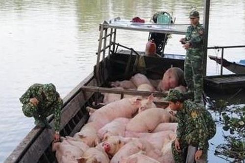 Tăng cường kiểm soát buôn lậu lợn qua biên giới