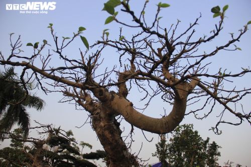 Ngắm cây sung thế lạ gần 100 tuổi giá trăm triệu đồng