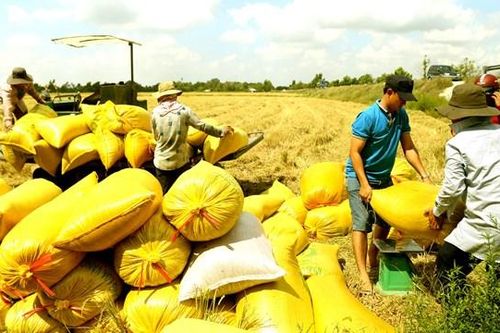 Đồng Tháp: Lúa đông - xuân được mùa, được giá