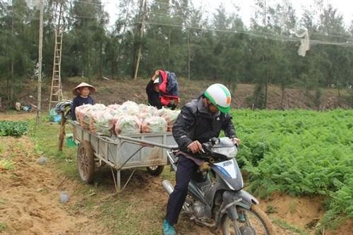 Cà rốt được mùa