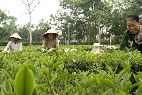 Làng chè Ba Trại rộn ràng vào Tết