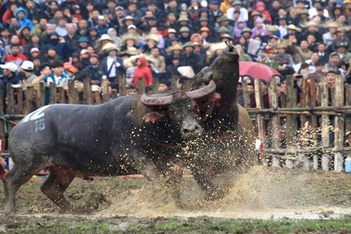 Vĩnh Phúc hủy bắn pháo hoa dịp Tết Tân Sửu, dừng các lễ hội lớn