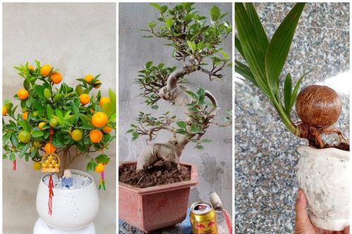 Bonsai tí hon quất, sung, đào...giá mềm, hút khách dịp Tết