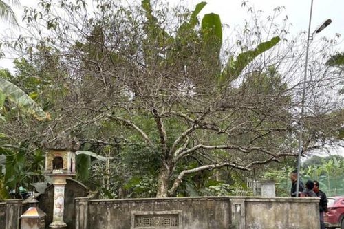 Cận cảnh cây đào trăm tuổi dáng hồ ly 9 đuôi xuống phố