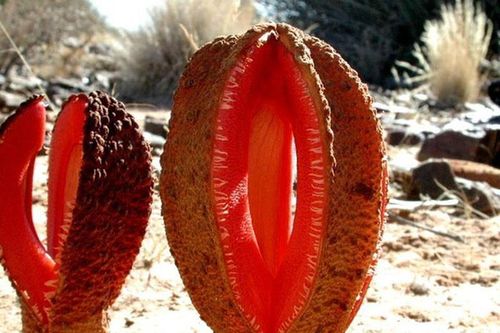 Loài hoa biệt danh 'thức ăn cho chó' có vẻ ngoài dễ... gây ngượng