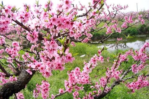 Cách chọn cây đào đẹp chưng Tết để tài lộc kéo đến quanh năm