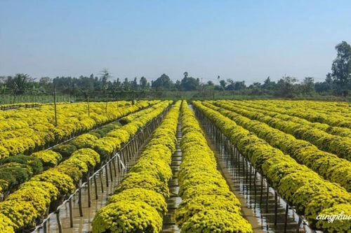 Nhà vườn hoa tết, bưởi da xanh thấp thỏm ngày cận Tết