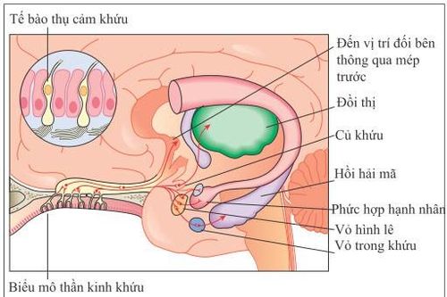 Vì sao SARS-CoV-2 làm con người mất khứu giác, vị giác?