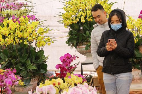 Hoa lan ồ ạt 'xuống phố', người dân Thủ đô thoải mái tuyển lựa mẫu mã