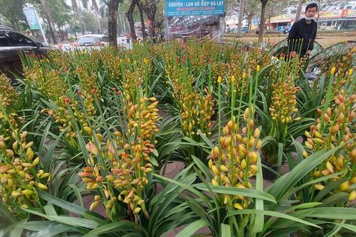 Tràn ngập hoa lan từ Trung Quốc, dân lo ngại COVID - 19