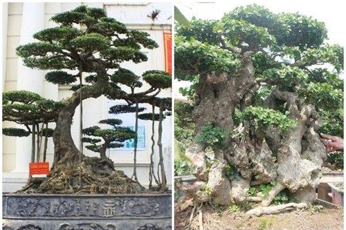 Ngắm dàn cây cảnh thế 'khủng' của những đại gia Hải Dương
