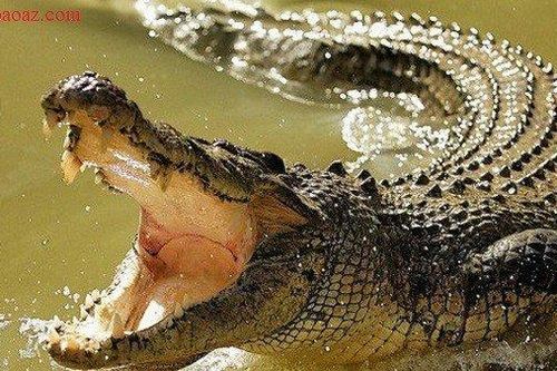 Bị ngoạm vào đầu, người đàn ông tự cạy hàm cá sấu để thoát thân